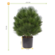 Artificial outdoor Pine bush 60 cm UV protected Artificial outdoor Pine bush 60 cm UV protected