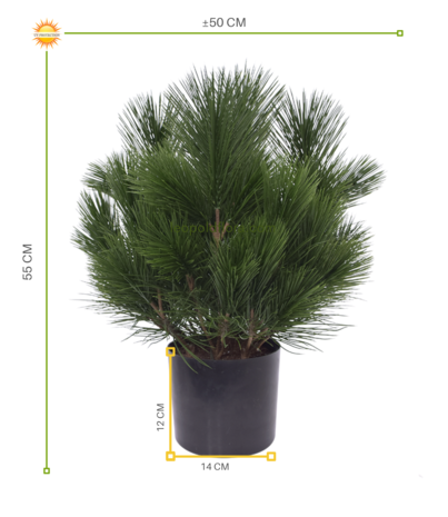 Kunst struik Pinus 45 cm UV voor Buiten Kunst struik Pinus 45 cm UV voor Buiten