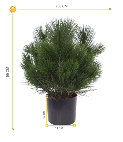 Filler Eyebrow Bush 45cm - Plant Couture - Artificial Plants