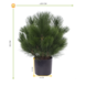 Kunst struik Pinus 45 cm UV voor Buiten Kunst struik Pinus 45 cm UV voor Buiten