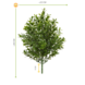 Artificial outdoor Boxwood bush 30 cm UV Artificial outdoor Boxwood bush 30 cm UV