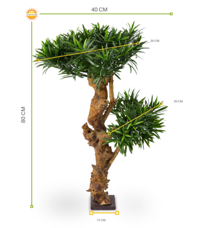 Outdoor Artificial Podocarpus plant on real wood trunk 70 cm with UV Outdoor Artificial Podocarpus plant on real wood trunk 70 cm with UV
