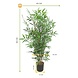 Artificial outdoor Bamboo plant 90 cm UV-protected Artificial outdoor Bamboo plant 90 cm UV-protected