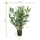 Namaak Bamboe 60 cm UV voor Buiten Namaak Bamboe 60 cm UV voor Buiten