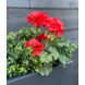 Geranium outdoor artificial bouquet 38cm red anti-UV Geranium outdoor artificial bouquet 38cm red anti-UV