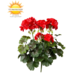 Geranium outdoor artificial bouquet 38cm red anti-UV Geranium outdoor artificial bouquet 38cm red anti-UV