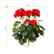 Geranium outdoor artificial bouquet 38cm red anti-UV Geranium outdoor artificial bouquet 38cm red anti-UV