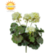 Geranium artificial bouquet 38cm White UV Geranium artificial bouquet 38cm White UV
