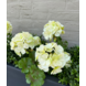 Geranium artificial bouquet 38cm White UV Geranium artificial bouquet 38cm White UV