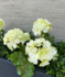 Geranium artificial bouquet 38cm White UV Geranium artificial bouquet 38cm White UV