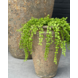 Outdoor Artificial Dischidia Nummularia hanging plant 40 cm UV Outdoor Artificial Dischidia Nummularia hanging plant 40 cm UV