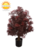 Outdoor Artificial Ming Aralia plant Burgundy UV-protected Outdoor Artificial Ming Aralia plant Burgundy UV-protected