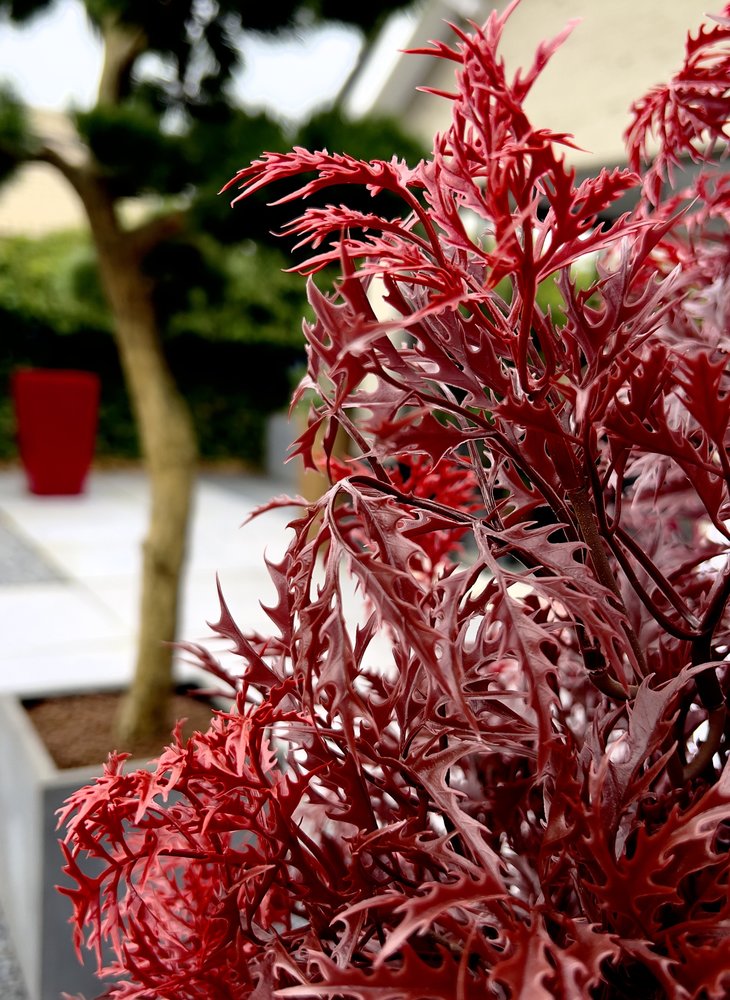 Buiten Kunstplant Ming Aralia Burgundy 90 cm in pot met geteste UV-protectie Buiten Kunstplant Ming Aralia Burgundy 90 cm in pot met geteste UV-protectie