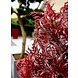 Buiten Kunstplant Ming Aralia Burgundy 90 cm in pot met geteste UV-protectie Buiten Kunstplant Ming Aralia Burgundy 90 cm in pot met geteste UV-protectie