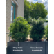 Buiten kunstplant Ming Aralia groen 90 cm in pot met premium uv-protectie Buiten kunstplant Ming Aralia groen 90 cm in pot met premium uv-protectie