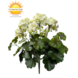 Buiten kunst geranium XL crème-witte bloemen uv-bestendig Buiten kunst geranium XL crème-witte bloemen uv-bestendig