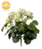 Buiten kunst geranium XL wit uv-bestendig Buiten kunst geranium XL wit uv-bestendig