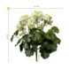 Buiten kunst geranium XL crème-witte bloemen uv-bestendig Buiten kunst geranium XL crème-witte bloemen uv-bestendig