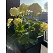 Outdoor artificial geranium XL white uv-proof Outdoor artificial geranium XL white uv-proof