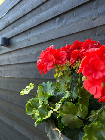 Buiten kunst geranium XL rood uv-bestendig Buiten kunst geranium XL rood uv-bestendig