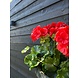 Outdoor artificial Geranium XL red uv-proof Outdoor artificial Geranium XL red uv-proof