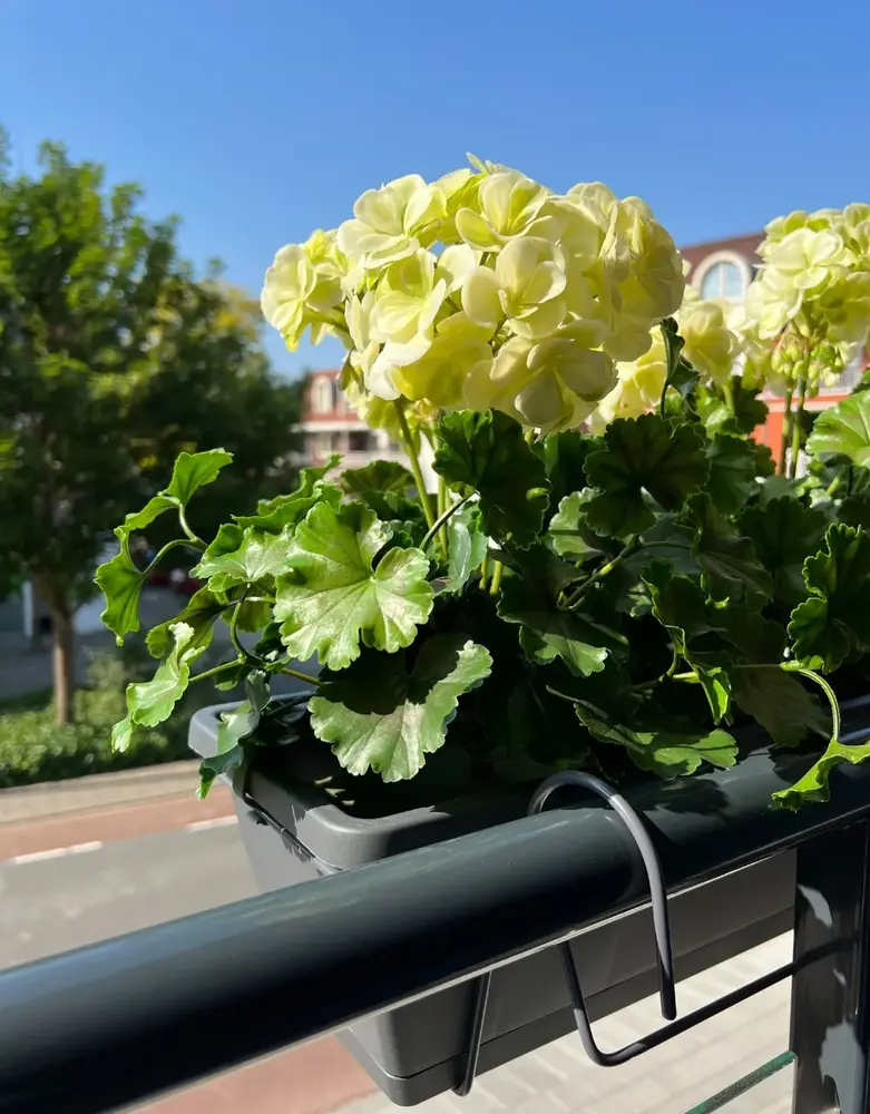 All-in one Kunst Geranium set  uv-bestendig All-in one Kunst Geranium set  uv-bestendig