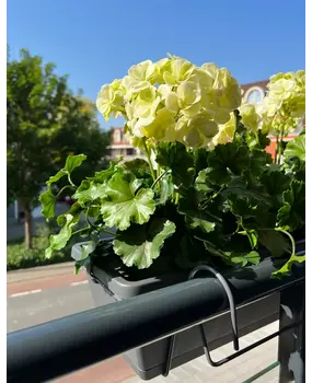 All-in one Kunst Geranium set UV All-in one Kunst Geranium set UV