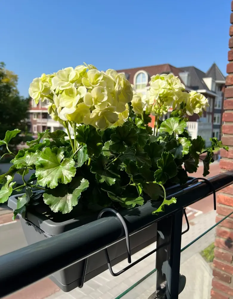 All-in one Kunst Geranium set  uv-bestendig All-in one Kunst Geranium set  uv-bestendig