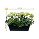 All-in one Kunst Geranium set uv-bestendig All-in one Kunst Geranium set uv-bestendig
