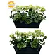 All-in one Kunst Geranium set uv-bestendig All-in one Kunst Geranium set uv-bestendig
