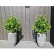 Buiten kunstplant Ming Aralia groen 90 cm in pot met premium uv-protectie Buiten kunstplant Ming Aralia groen 90 cm in pot met premium uv-protectie
