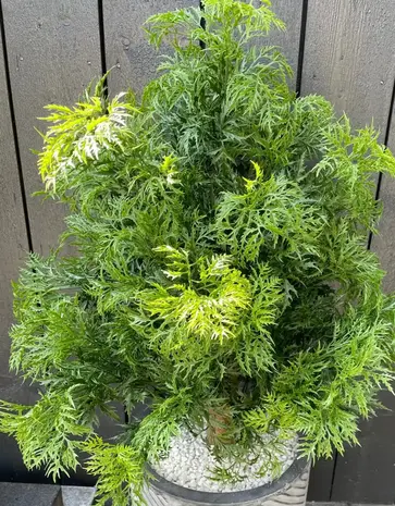 Outdoor Artificial Ming Aralia Green plant 90 cm uv-protected  in pot Outdoor Artificial Ming Aralia Green plant 90 cm uv-protected  in pot