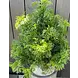 Buiten kunstplant Ming Aralia groen 90 cm in pot met premium uv-protectie Buiten kunstplant Ming Aralia groen 90 cm in pot met premium uv-protectie