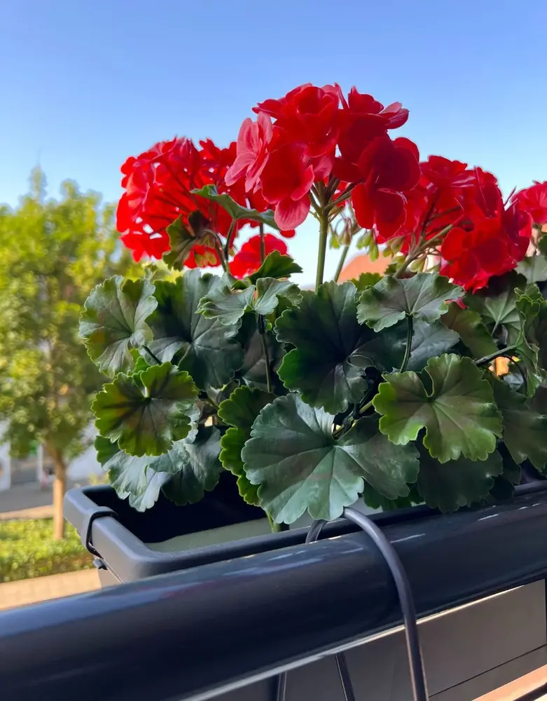 All-in one Kunst Geranium set  uv-bestendig All-in one Kunst Geranium set  uv-bestendig