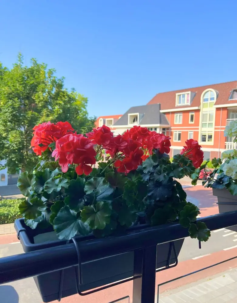 All-in one Kunst Geranium set  uv-bestendig All-in one Kunst Geranium set  uv-bestendig