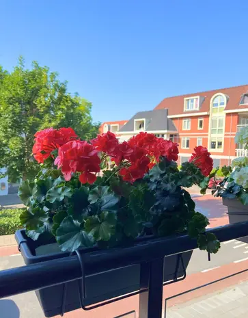 All-in one Kunst Geranium set  uv-bestendig All-in one Kunst Geranium set  uv-bestendig