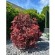Buiten Kunstplant Ming Aralia Burgundy 90 cm in pot met geteste UV-protectie Buiten Kunstplant Ming Aralia Burgundy 90 cm in pot met geteste UV-protectie
