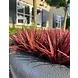 Red artificial grass plant UV 30cm Red artificial grass plant UV 30cm