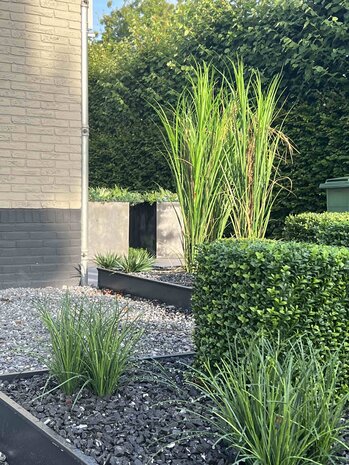 Outdoor artificial Reed Grass plant 165 cm UV protected Outdoor artificial Reed Grass plant 165 cm UV protected