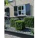 Outdoor Artificial Boxwood Cube 40 cm UV protected Outdoor Artificial Boxwood Cube 40 cm UV protected