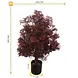 Buiten Kunstplant Ming Aralia Burgundy 90 cm in pot met geteste UV-protectie Buiten Kunstplant Ming Aralia Burgundy 90 cm in pot met geteste UV-protectie