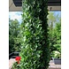 Artificial Hedera Garland180 cm UV for outside Artificial Hedera Garland180 cm UV for outside