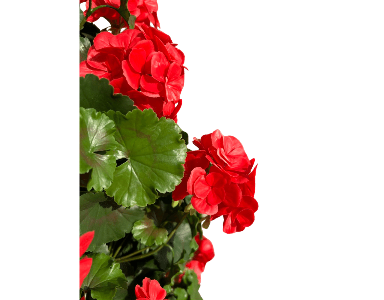 Geranium pyramide 110cm kunstplant UV rood Geranium pyramide 110cm kunstplant UV rood