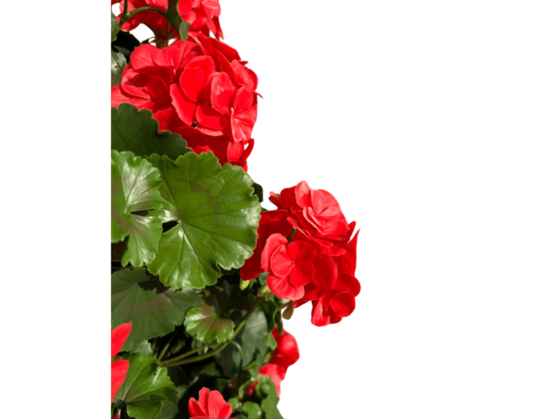 Geranium pyramid red UV artificial plant 110cm Geranium pyramid red UV artificial plant 110cm