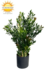 Buiten Kunst Buxus struik 50cm UV Buiten Kunst Buxus struik 50cm UV