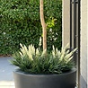Lavender artificial plant bouquet 30cm UV cream-white Lavender artificial plant bouquet 30cm UV cream-white