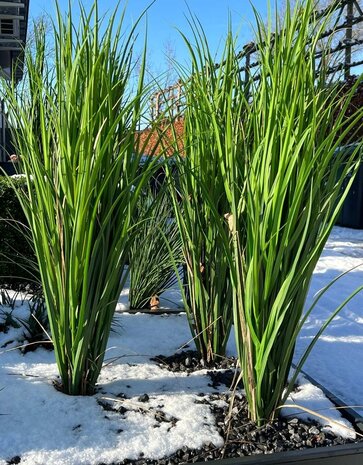 Outdoor artificial Reed Grass plant 100 cm UV Outdoor artificial Reed Grass plant 100 cm UV