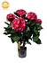 Kunst Hortensia roze L 65cm UV