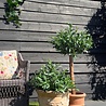 Outdoor Artificial olive tree on stem 120cm UV Outdoor Artificial olive tree on stem 120cm UV