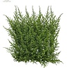 Luxury outdoor artificial Conifer mat x77 tips for wall covering UV protected Luxury outdoor artificial Conifer mat x77 tips for wall covering UV protected